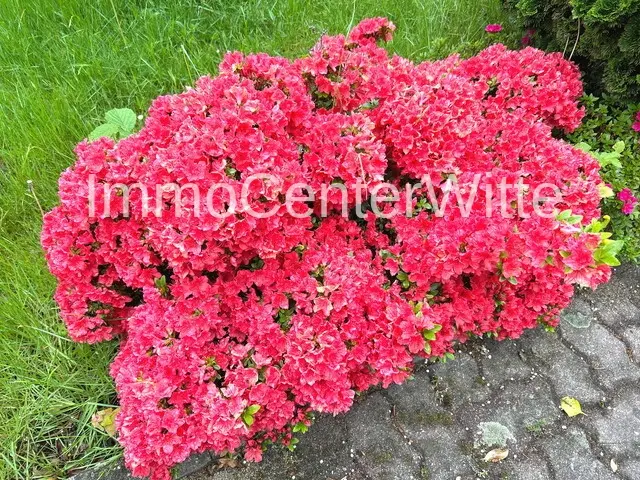 Blumige Grüße